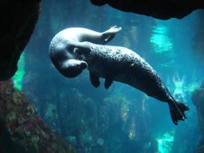 Foche acquario di Genova